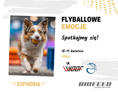 Flyball 2026