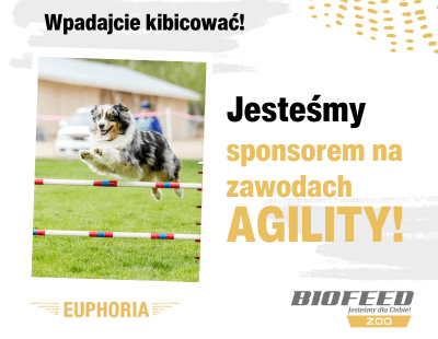 Zawody Agility